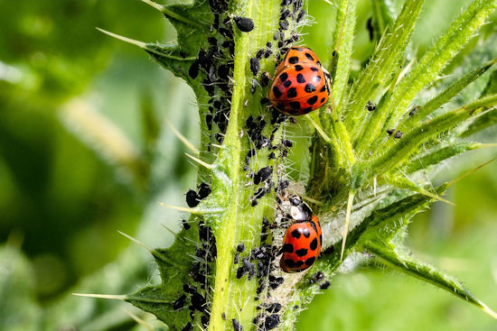 ladybug-3478620_960…
