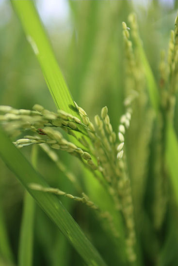Rijstplant, Bali.jpg