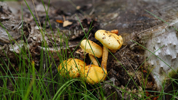 Herfst.jpg